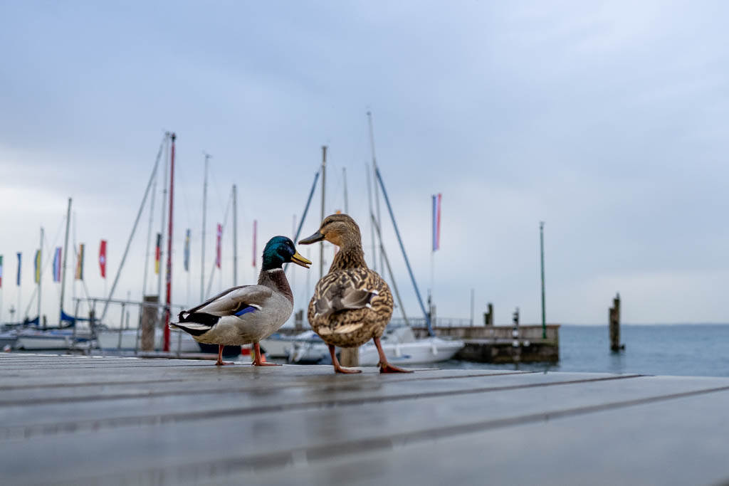 Zwei Enten im Hafen von Bardolino