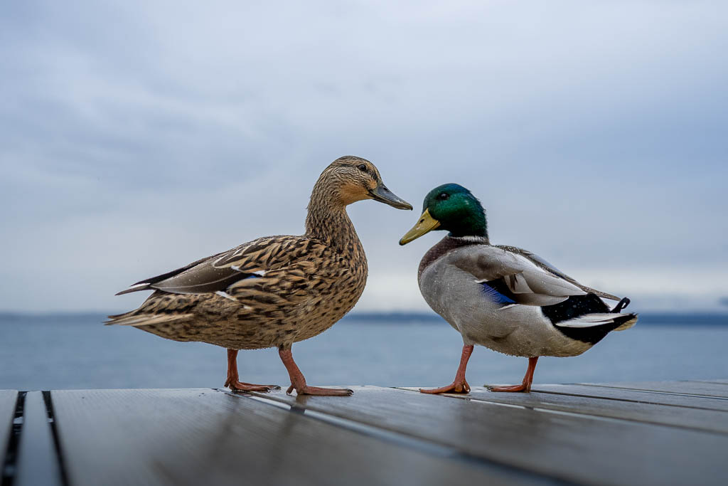 Zwei Enten im Hafen von Bardolino