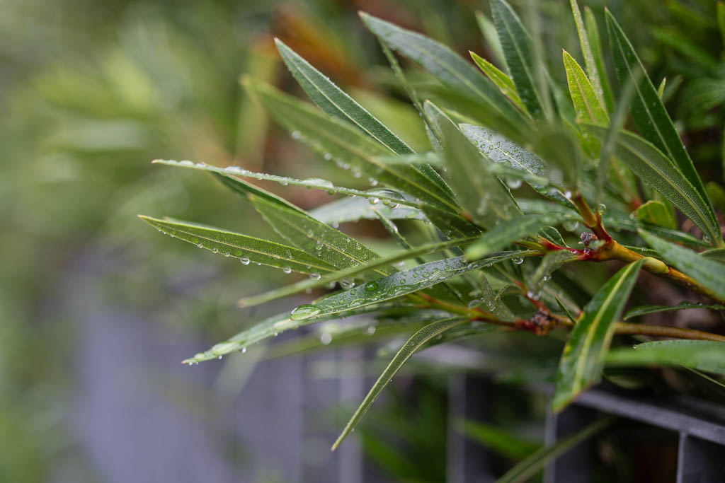 Oleander mit Regentropfen