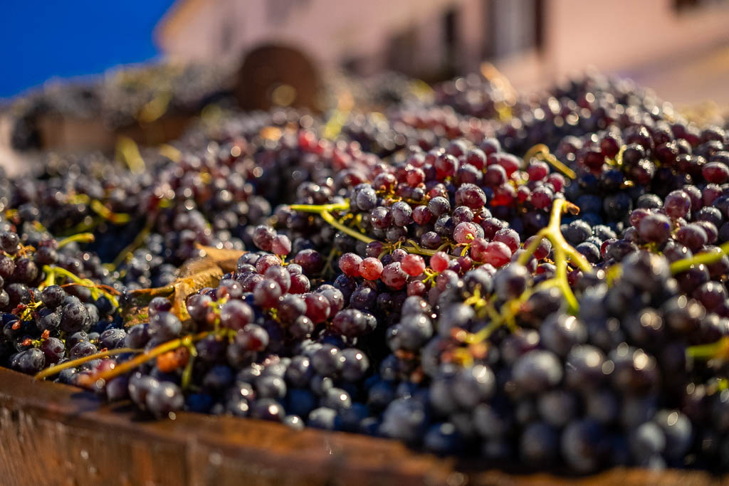 Weintrauben im Traktor auf dem Weinfest von Bardolino