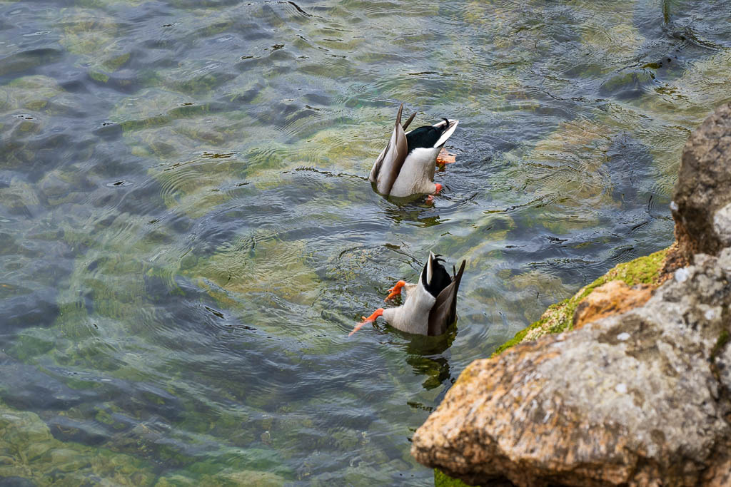 Zwei Enten tauchen kopfüber in den Gardasee