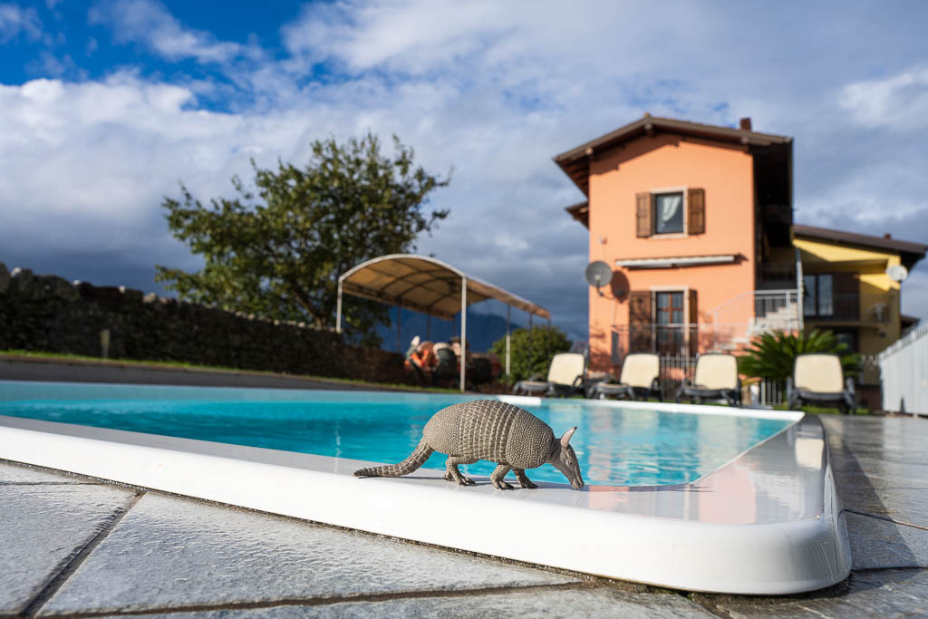 Ein Gürteltier am Pool eines Ferienhauses in Malcesine