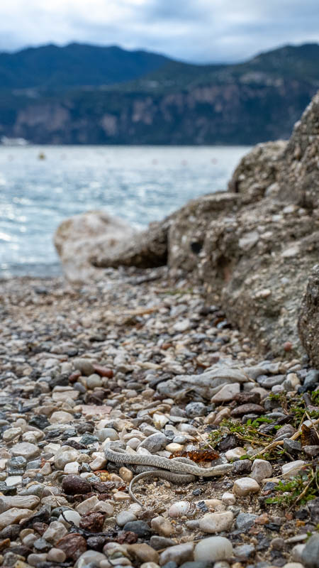 Eine Schlange am Ufer vom Gardasee in Malcesine